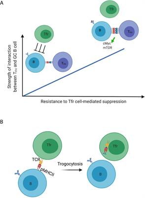 T Follicular Regulatory Cells: Choreographers of Productive Germinal Center Responses